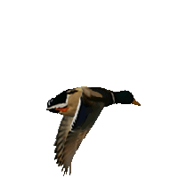 flying duck gif